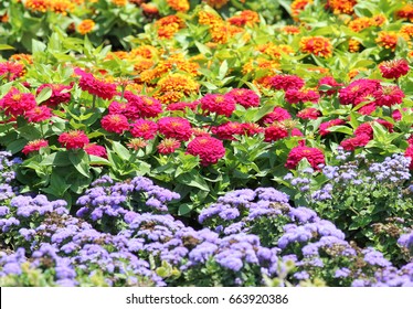 Colorful Flower Bed