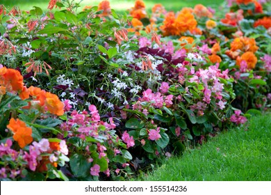 Colorful flower design in garden