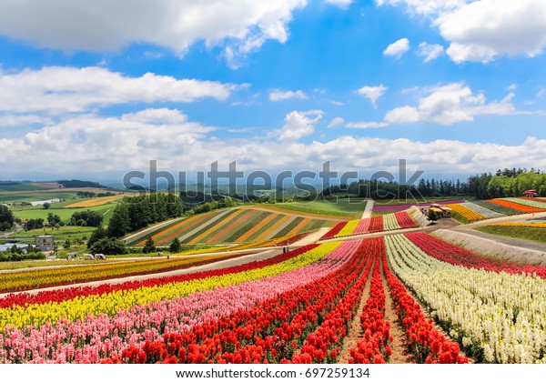 北海道美瑛市の晴れた日のカラフルな花畑 の写真素材 今すぐ編集