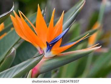 Colorful flower in the garden - Powered by Shutterstock