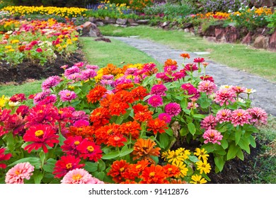 Colorful  Flower In The Garden