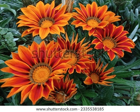 Colorful flower Gazania rigens. Close up of gazania rigens or gazania linearis.