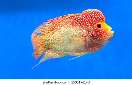 Colorful Flower Horn golden base fish swimming in aquarium. This is an ornamental fish that symbolizes the luck of feng shui in the house