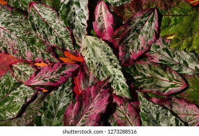 Colorful  flower leaves