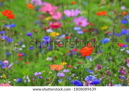 Similar – Foto Bild Mohn in Blumenwiese Natur