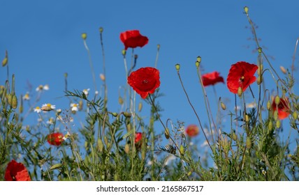 Colorful flower meadow in summer against a blue sky. The red poppies and camomile are blooming between tall grass.