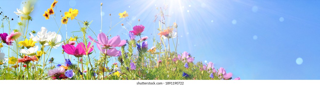 Colorful flower meadow with sunbeams and bokeh lights in summer - nature background banner with copy space