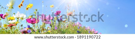 Colorful flower meadow with sunbeams and bokeh lights in summer - nature background banner with copy space - summer greeting card