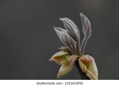 Hilltop Flowers High Res Stock Images Shutterstock