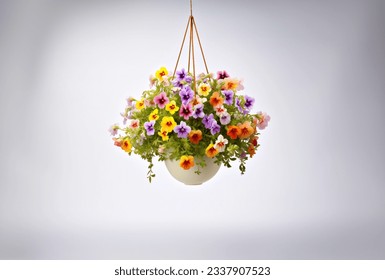 Colorful flower plant in hanging pot - Powered by Shutterstock