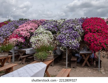 Colorful Flowering Annual Flowerbeds With Petunia In Various Bright Color 