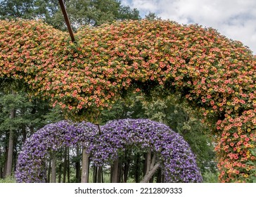 Colorful Flowering Annual Flowerbeds With Petunia In Various Bright Color 