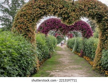 Colorful Flowering Annual Flowerbeds With Petunia In Various Bright Color 