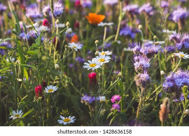 Colorful flowering herb meadow with purple blooming phacelia, orange calendula officinalis and wild chamomile. Meadow flowers photographed landscape format suitable as wall decoration in wellness area - Shutterstock ID 1428636158