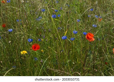 colorful flowering meadow with tall succulent grass, spring lush vegetation with blooming poppies and cornflowers   