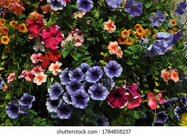 Colorful Flowering Plants In A Window Box