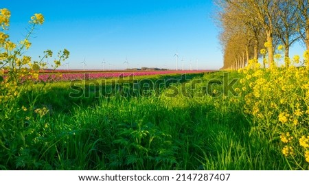 Colorful flowers in an agricultural field in sunlight at sunrise below a blue sky in springtime, Almere, Flevoland, The Netherlands, April 17, 2022