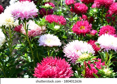 Colorful Flowers Of The Annual Aster In The Garden