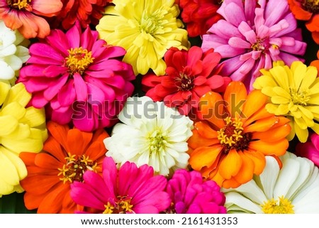 Colorful of flowers background ,common zinnia flower texture, Bouquets of blossom common zinnia flowers, selective focus. Multi colored flowers pattern background
