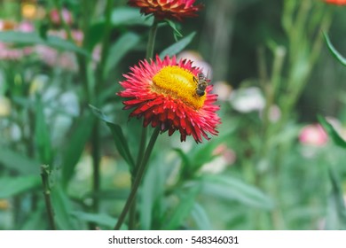 Colorful flowers and bee