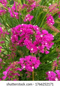 Colorful Flowers Benguet Philippines Stock Photo 1766252171 | Shutterstock