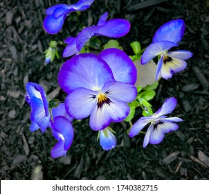 Colorful Flowers In A Black Mulch Garden Bed