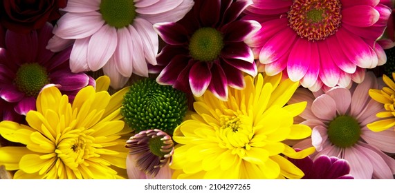 Colorful flowers chrysanthemum. Beautiful floral composition background. Top view.