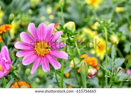 Similar – Image, Stock Photo wasp Plant Blossom Bud