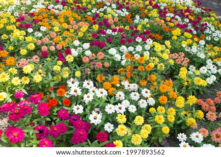 Colorful flowers are densely packed. The name of these flowers is Zinnia Profusion.  Scientific name is Zinnia.