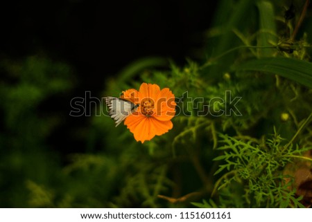 Similar – Schwebefliege im orangenem Mohn