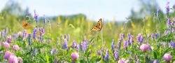 colorful flowers and fly butterflies close up on meadow, sunny natural abstract background. beautiful rustic floral countryside landscape. peaceful harmony wildnature atmosphere. banner., a Nature Photo by ju_see