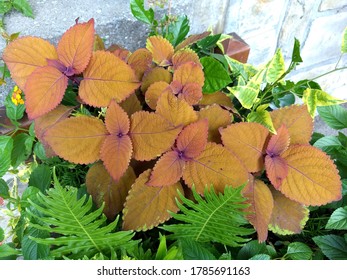 Colorful Flowers and Foliage Growing Plants