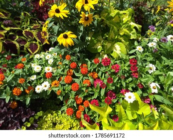 Colorful Flowers and Foliage Growing Plants