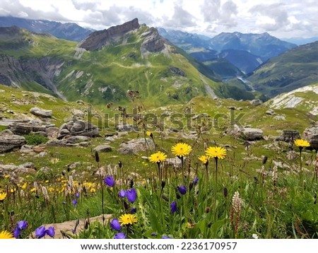 colorful flowers in french alps mountains on montblanc tour path