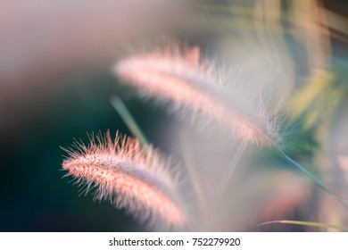 Colorful flowers grass made with gradient for background,Abstract,texture,Soft style.postcard.
