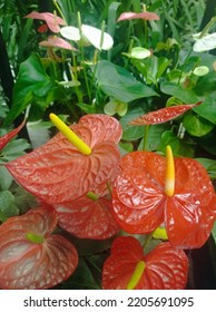 Colorful Flowers With Green Leaf , Nature Background From Daily Walk In Cairo, Egypt On 23 Of September 2022 