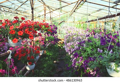 Colorful Flowers In Greenhouse. 35mm Film Scan 