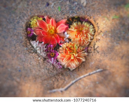 Similar – Image, Stock Photo Summer flowers frame on green