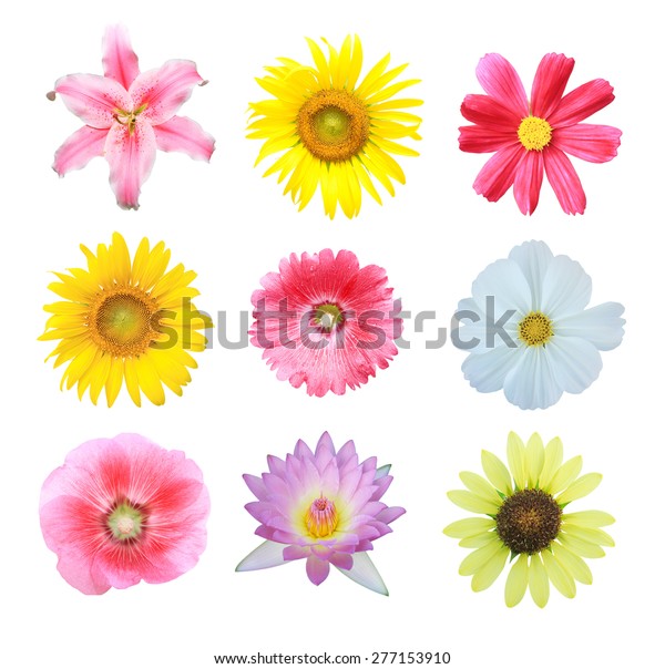 Colorful Flowers Isolated Collection Stock Photo 277153910 | Shutterstock