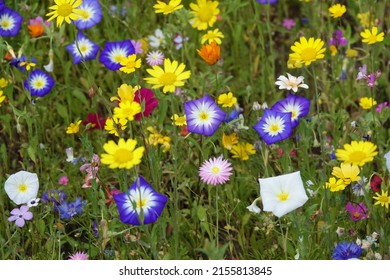 colorful flowers in a meadow - Shutterstock ID 2155813845