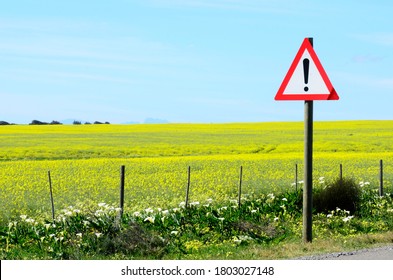 Colorful Flowers In Namaqualand Fields After Rains