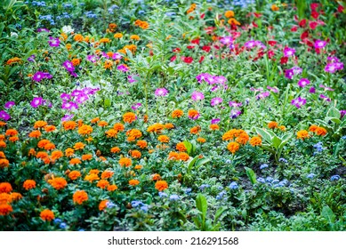 Colorful flowers on flowerbed - Shutterstock ID 216291568