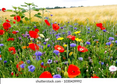 Colorful Flowers On Funen Island In Denmark.