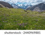 Colorful flowers on sunlit meadow with view to three large snow peaked tops. Scenic landscape with vivid flowering in alpine valley against few big snowy pointy peaks far away. Lovely vast scenery.