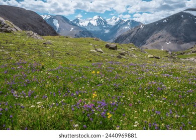 Colorful flowers on sunlit meadow with view to three large snow peaked tops. Scenic landscape with vivid flowering in alpine valley against few big snowy pointy peaks far away. Lovely vast scenery. - Powered by Shutterstock