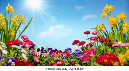 Flower Garden Sky Hd Stock Images Shutterstock