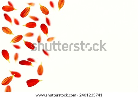 colorful flowers petals isolated design for love,valentine,wedding,marriage,anniversary,celebration,card,nature,holiday,white background,copy space
