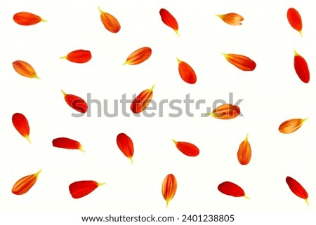 colorful flowers petals isolated design for love,valentine,wedding,marriage,anniversary,celebration,card,nature,holiday,white background