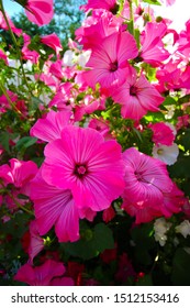 Colorful Flowers Pink And White Blooming In The Park Of Park City Garden In Red Deer, Alberta, Canada 