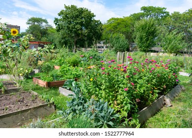 Colorful Flowers In Planters At A Community Garden In University Village In Chicago